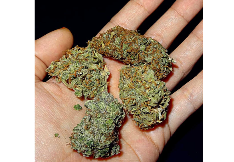 Le caen con mariguana a joven en el Centro de Oaxaca | El Imparcial de Oaxaca Le caen con mariguana a joven en el Centro de Oaxaca | El Imparcial de Oaxaca