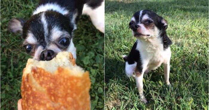 Un perro chihuahua que se vio obligado a comerse a su difunto amo causa polémica en la red