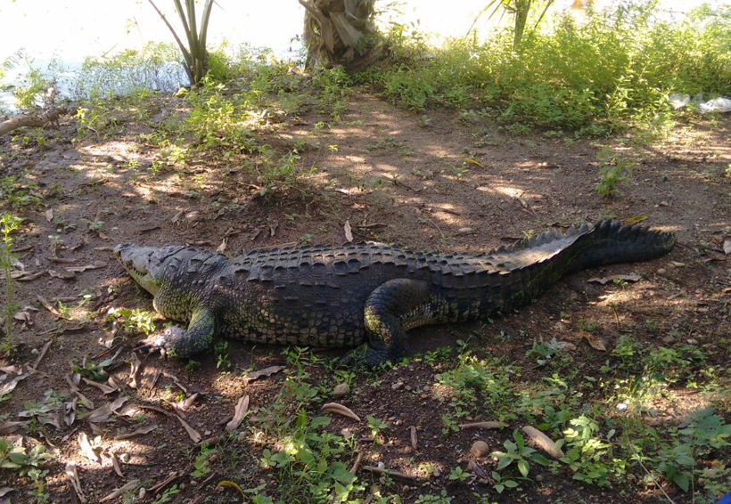 Alertan en Chacahua a extremar medidas para evitar el ataque de cocodrilos