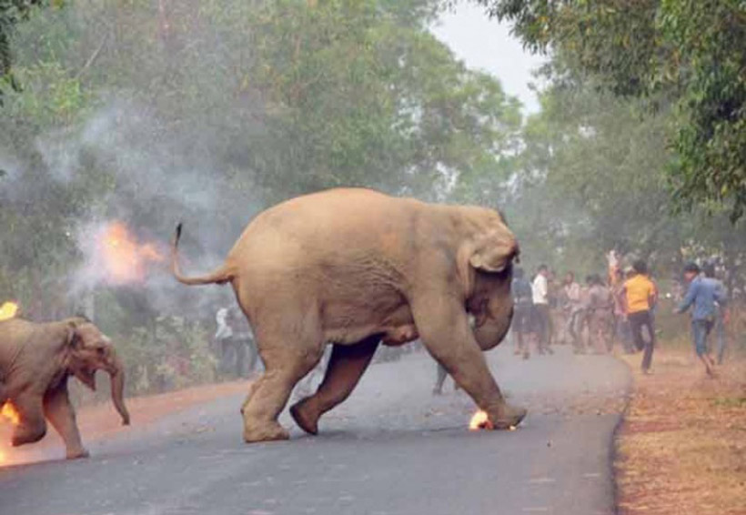Fotografía de elefante en llamas gana concurso en la India | El Imparcial de Oaxaca