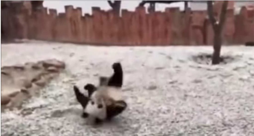 Video: Dos pandas enloquecen de alegría al conocer la nieve | El Imparcial de Oaxaca