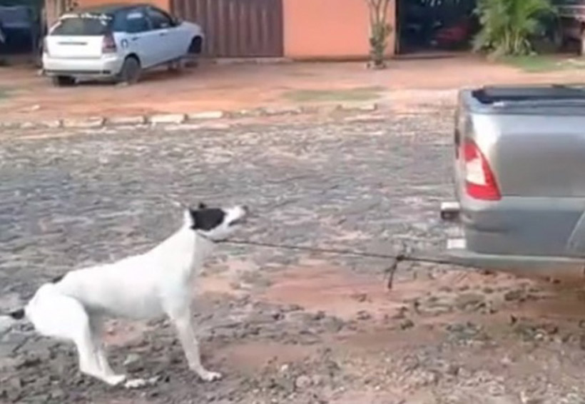 Mujeres amarran a perro a vehículo y lo arrastran hasta matarlo | El Imparcial de Oaxaca