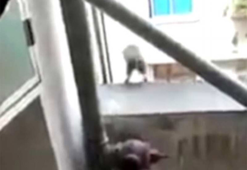 Video: Rata se ‘suicida’, saltando al vacío, tras ser descubierta | El Imparcial de Oaxaca