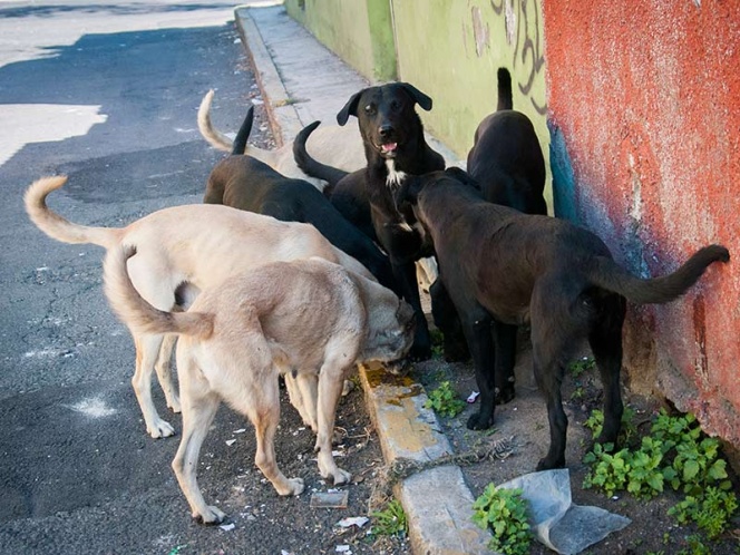 Preparan ‘croqueta anticonceptiva’ para perros callejeros | El Imparcial de Oaxaca