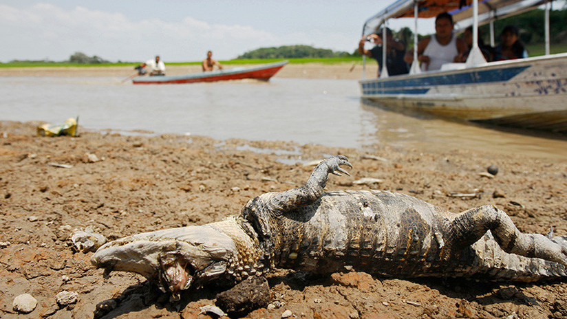 Terrorífico: caimanes y reses mueren por decenas en Brasil | El Imparcial de Oaxaca