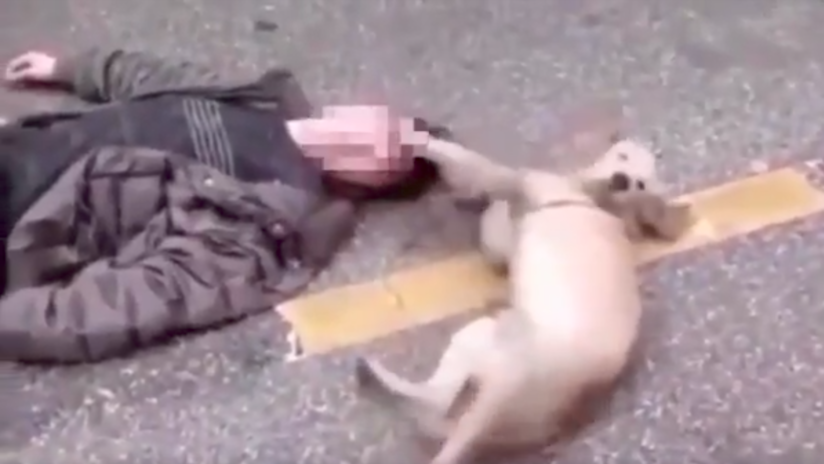 Conmovedor momento en el que un perro trata de despertar a su dueño desmayado en plena calle | El Imparcial de Oaxaca