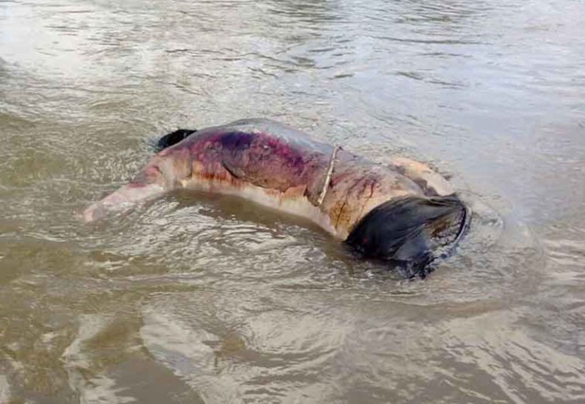 Localizan un cadáver flotando en el río | El Imparcial de Oaxaca