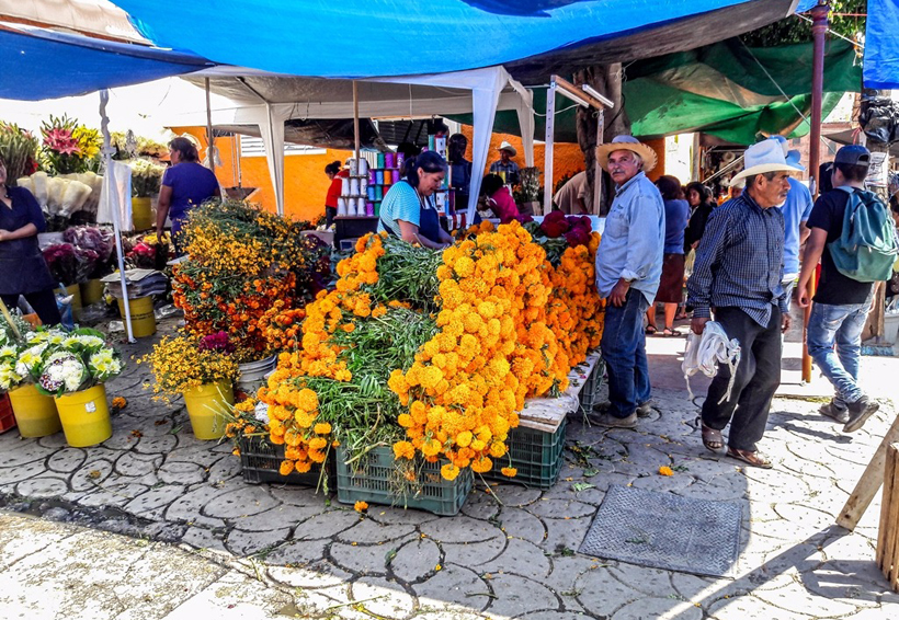 Produce la Mixteca cerca de 326  toneladas de flor de cempasúchil | El Imparcial de Oaxaca