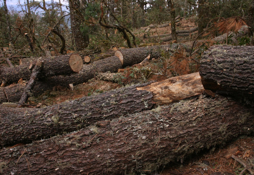Desinterés, plaga del sector forestal en Oaxaca