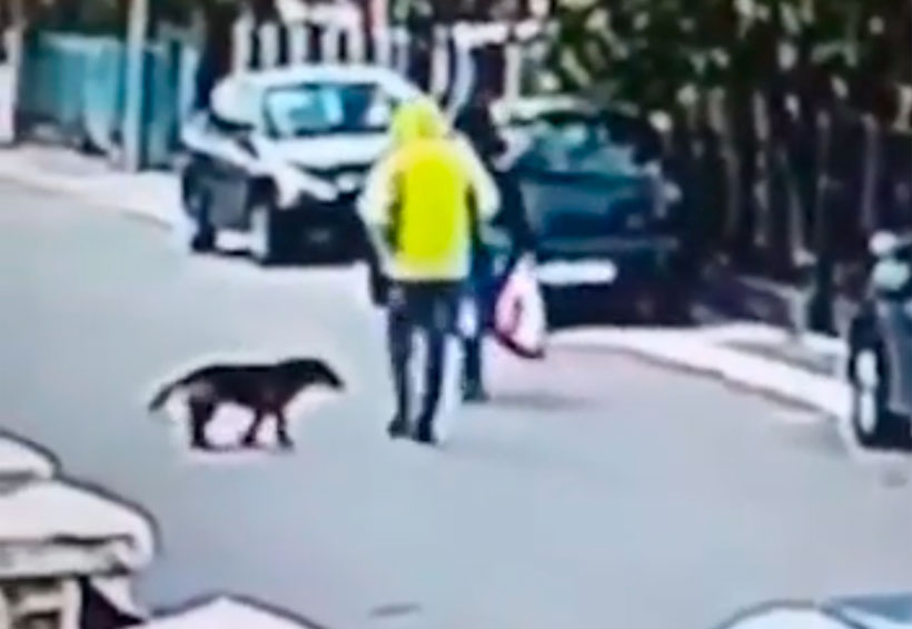 Video: Perro callejero salva a mujer de un asalto | El Imparcial de Oaxaca