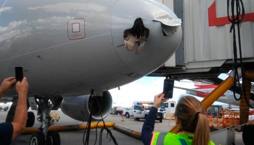 Pájaro se impacta contra avión y queda incrustado en el fuselaje | El Imparcial de Oaxaca