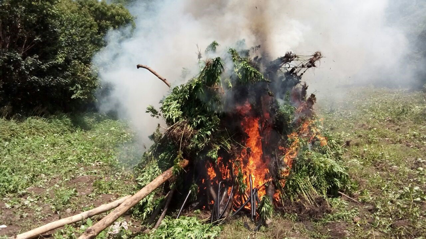 Quema PGR mariguana en la Sierra Mixe