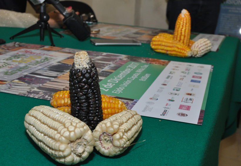 En el ejido Unión Zapata en Oaxaca celebran 7ª Feria Agro estatal de la diversidad