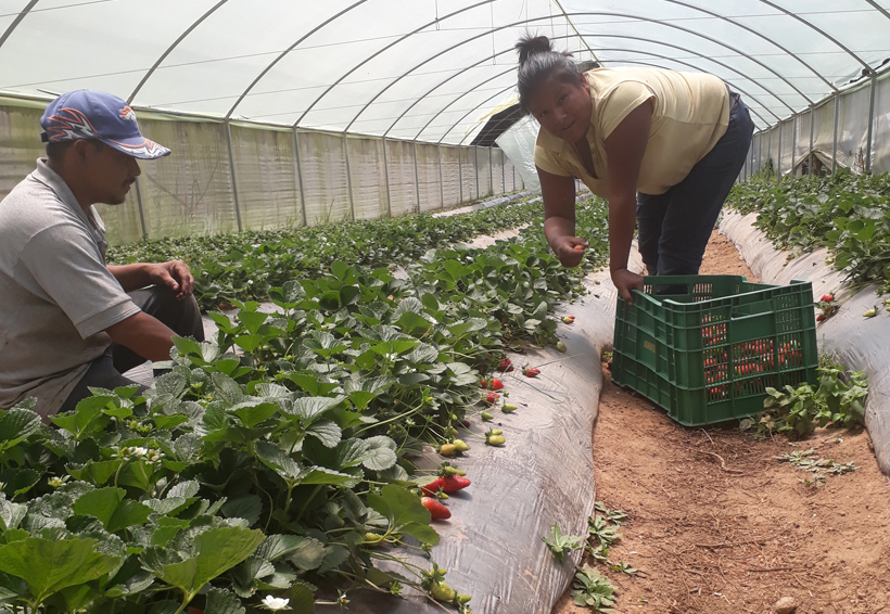 En la Mixteca de Oaxaca apuestan por fresas orgánicas