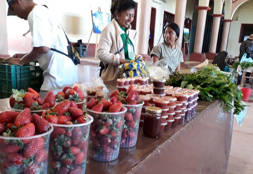 En la Mixteca de Oaxaca apuestan por fresas orgánicas