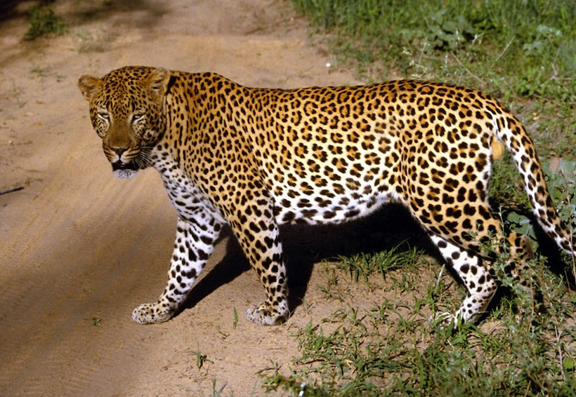 Salvemos al Dios jaguar | El Imparcial de Oaxaca
