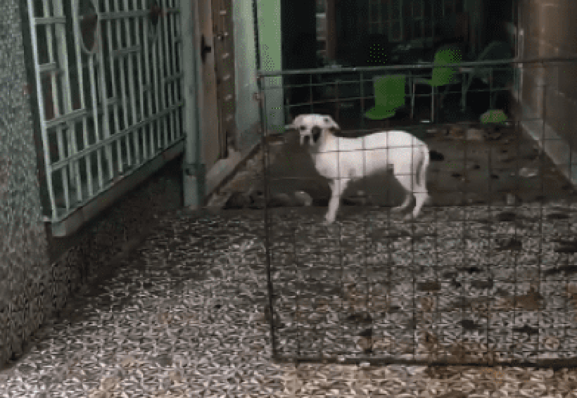 Video: Daba de comer cachorros muertos a otros perros | El Imparcial de Oaxaca