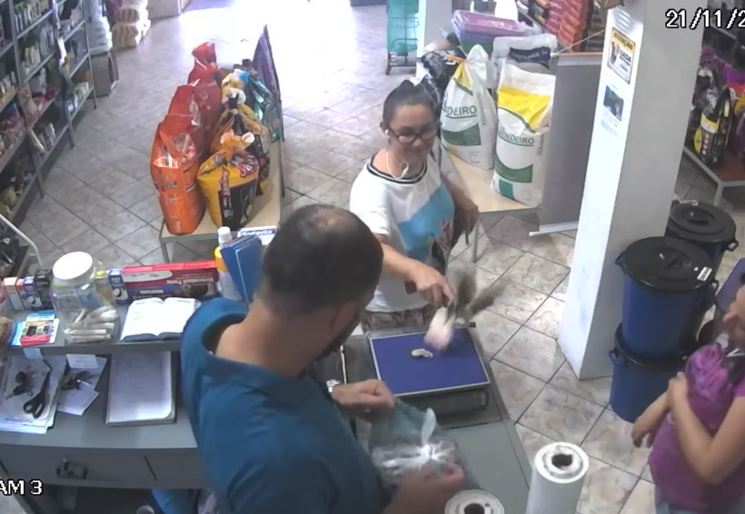 Video: Tienda de mascotas es acechada por pajarito ‘delincuente’ | El Imparcial de Oaxaca