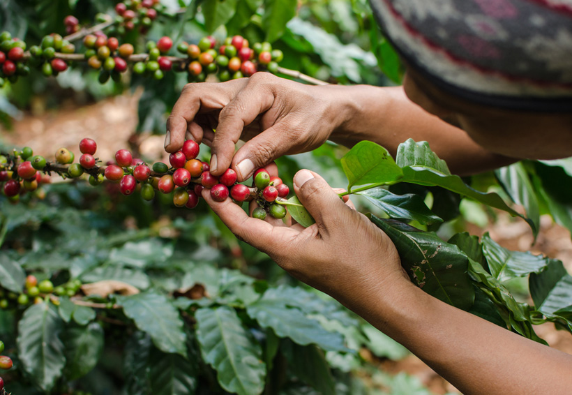 Impulsan producción de café en las regiones de Oaxaca | El Imparcial de Oaxaca