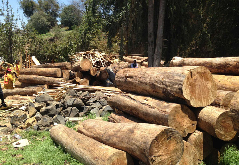 Admiten que persiste tala ilegal de madera en la Mixteca de Oaxaca | El Imparcial de Oaxaca