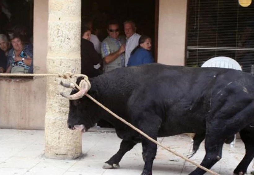 Paseaba por la calle cuando un toro le quitó la vida | El Imparcial de Oaxaca