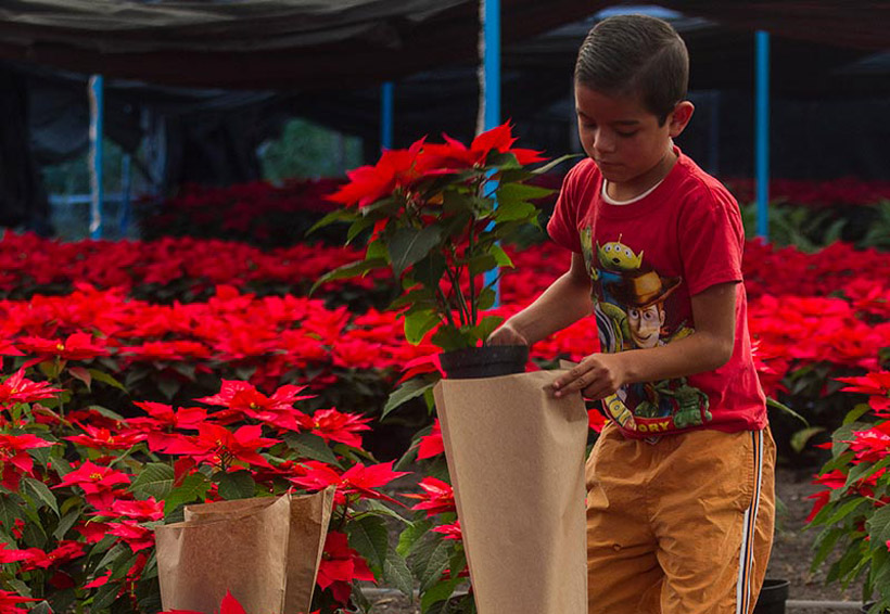 Flor de Nochebuena… regalo de México para el mundo | El Imparcial de Oaxaca