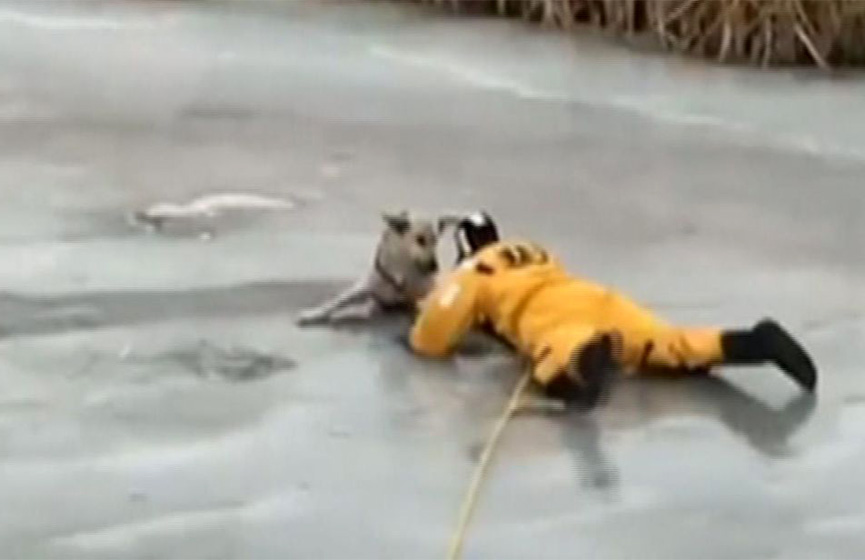Video: Hombre arriesga su vida para salvar a un perro de río congelado | El Imparcial de Oaxaca
