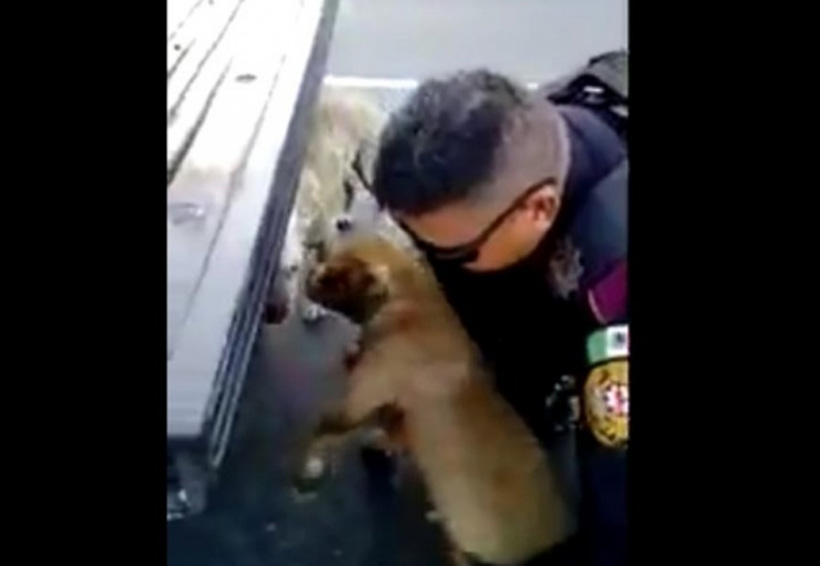 Video: Policía vial detiene tráfico para rescatar a dos perritos | El Imparcial de Oaxaca