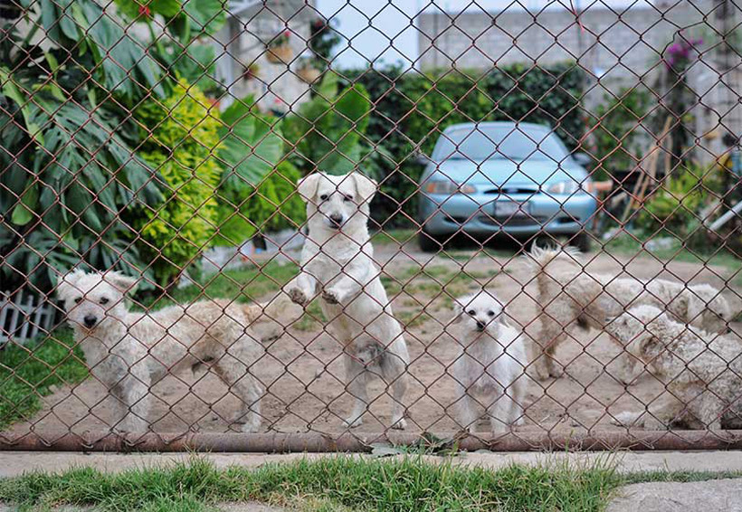 Seis de cada 10 mascotas que se regalan en Navidad van a la calle | El Imparcial de Oaxaca