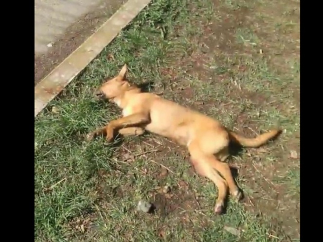 Video: Entierran en camellón a perro y vecinos se indignan