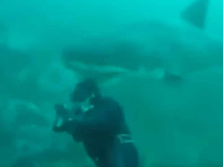 Video: Buzo casi sufre una mordida de un gran tiburón blanco | El Imparcial de Oaxaca