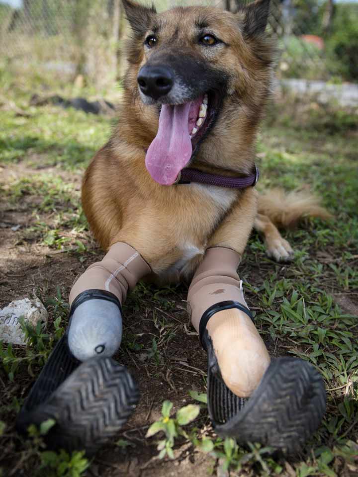 ‘Cola’, el perro que volvió a correr gracias a un par de prótesis | El Imparcial de Oaxaca