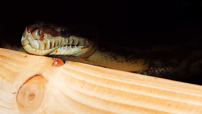 Una reunión de amigos en Australia termina en una lección de zoología no deseada