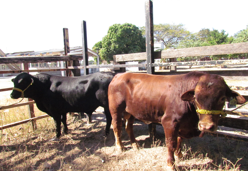 Buscan en  Juchitán mejorar  la genética del ganado | El Imparcial de Oaxaca