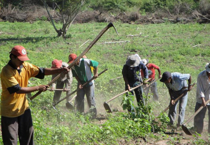 Campesinos de Tuxtepec, sin apoyos desde 2016 | El Imparcial de Oaxaca