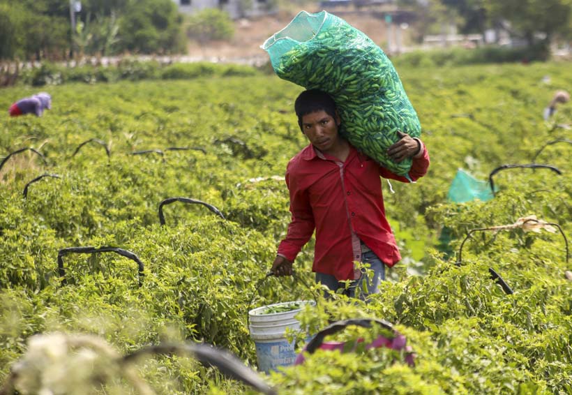 Diputados consideran insuficientes los apoyos al sector agropecuario en Oaxaca | El Imparcial de Oaxaca