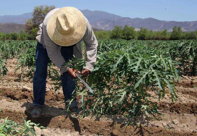 Oaxaca lidera el agro, pese a falta de apoyos