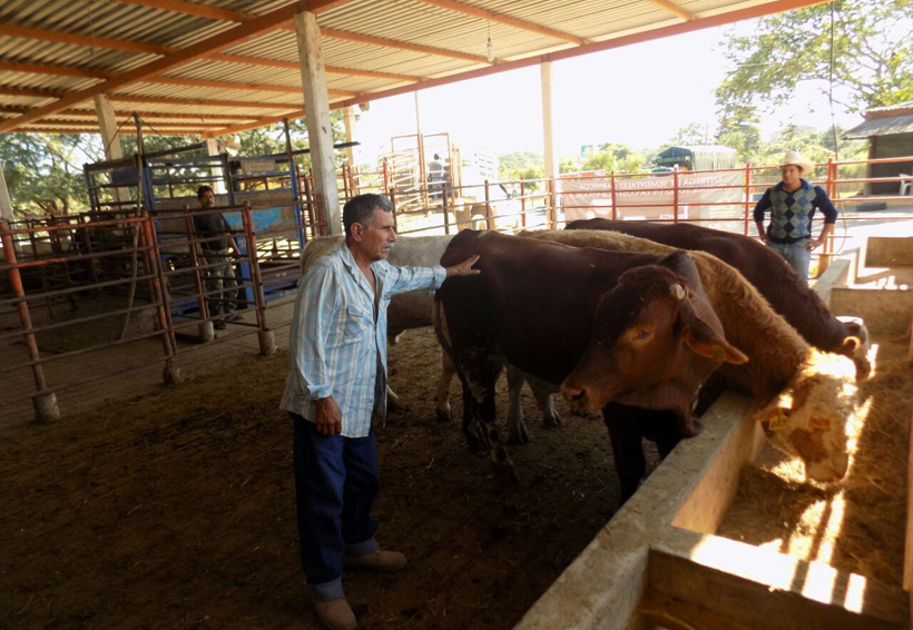 Otorgan a ganaderos de Pinotepa Nacional sementales cárnicos para mejorar la genética