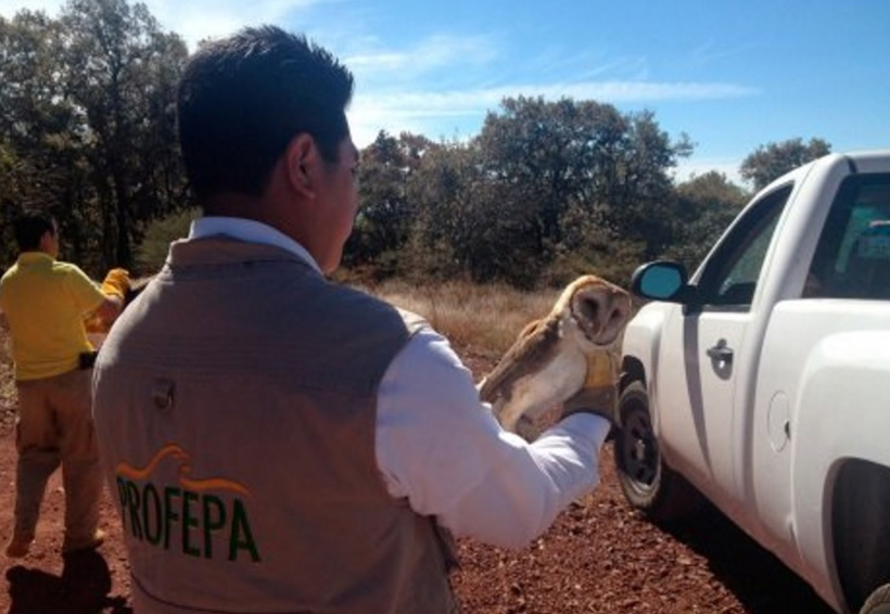 Profepa asegura más de 700 ejemplares de vida silvestre en operativo | El Imparcial de Oaxaca