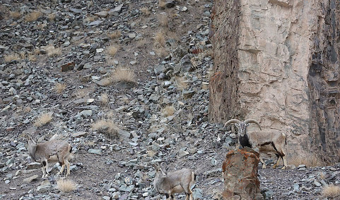 Foto capta el espectacular camuflaje de un leopardo listo para atacar a unas cabras en la India | El Imparcial de Oaxaca