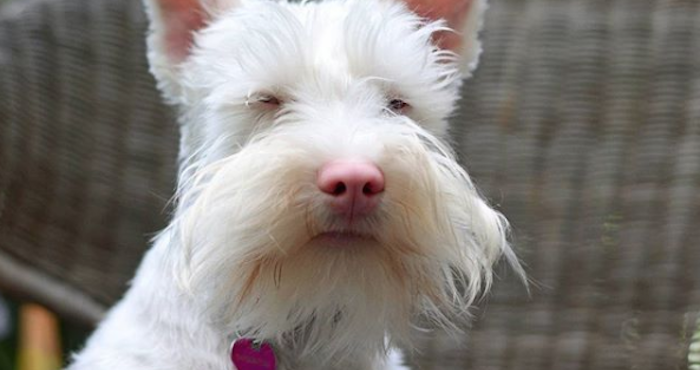 “Sherlock”, el perro albino que fue abandonado y ahora es una estrella de las redes sociales | El Imparcial de Oaxaca