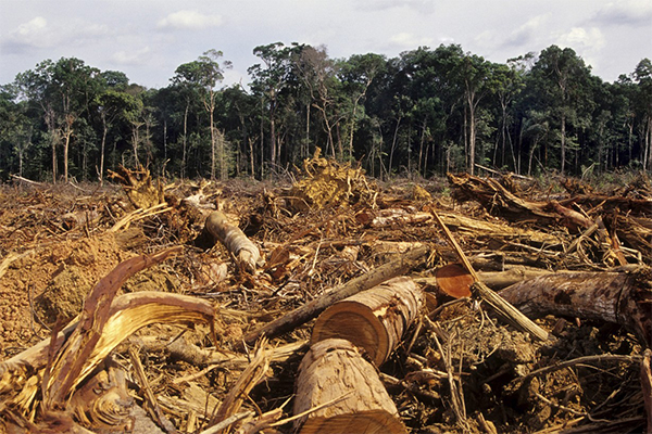 Deforestación afecta la biodiversidad del estado de Oaxaca | El Imparcial de Oaxaca