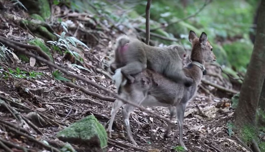 Científicos no saben por qué los macacos acosan sexualmente a los ciervos | El Imparcial de Oaxaca