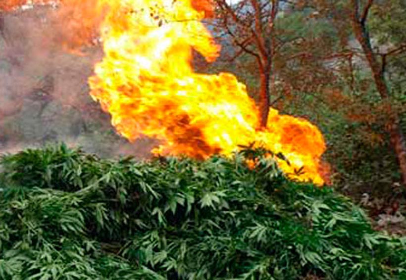 Destruyen miles de plantíos  de mariguana y amapola | El Imparcial de Oaxaca