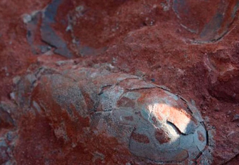 Video: Hallaron huevos de dinosaurios de más de 130 millones de años de antigüedad | El Imparcial de Oaxaca