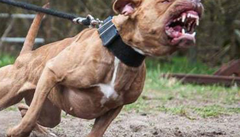 Atacado por pitbull en Río Grande, Oaxaca