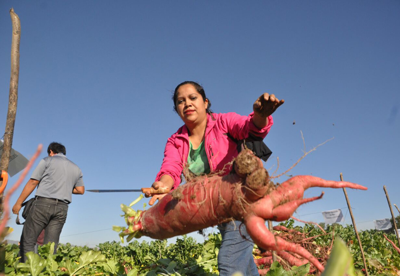 Da inicio la cosecha para la Noche de Rábanos en Oaxaca