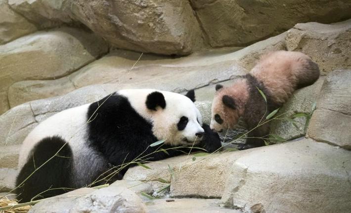 Bebé panda de Francia hace primera aparición en público | El Imparcial de Oaxaca
