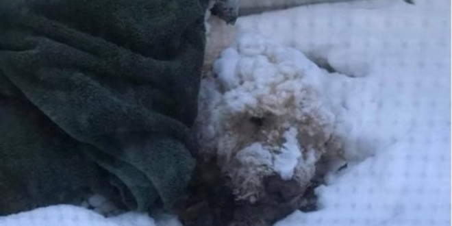 Buddy, el perro de 13 años que sobrevivió 5 días bajo las congelantes temperaturas | El Imparcial de Oaxaca