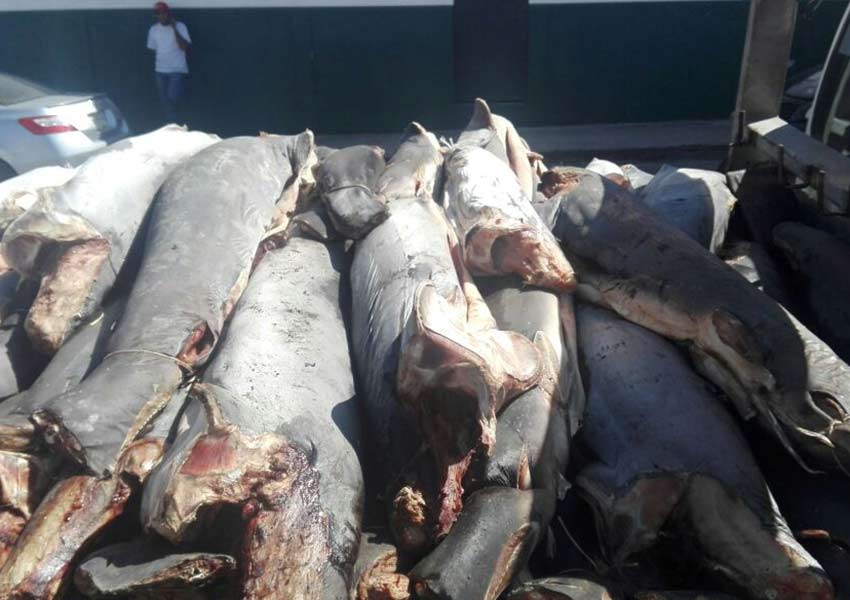 Dejan casi 300 tiburones muertos en carretera de Michoacán